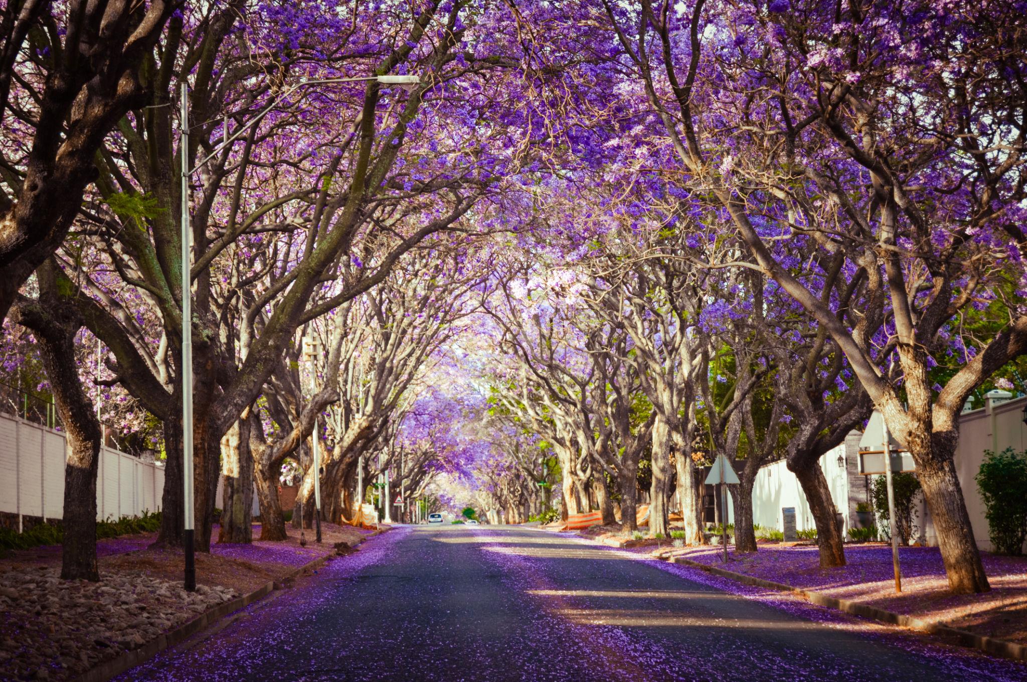 Jacaranda